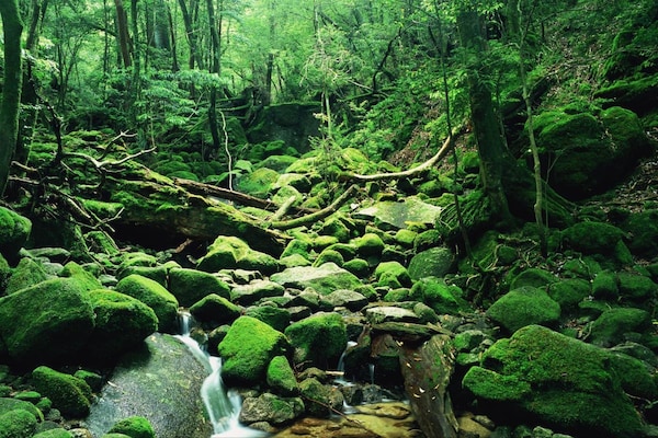 1. เส้นทางเดินป่า Shiratani Unsuikyo