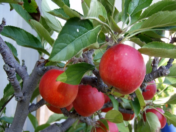 เดือนตุลาคม - ธันวาคม: แอปเปิ้ล (林檎)