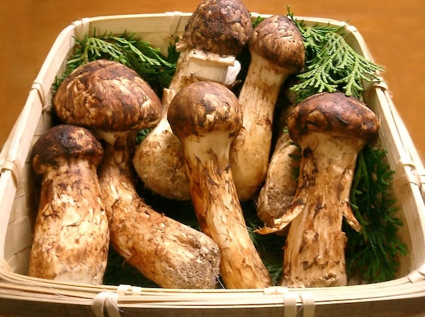 4. 'Matsutake' Mushrooms