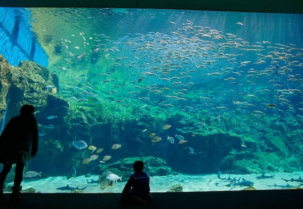 2. Kujukushima Aquarium — Umi Kirara