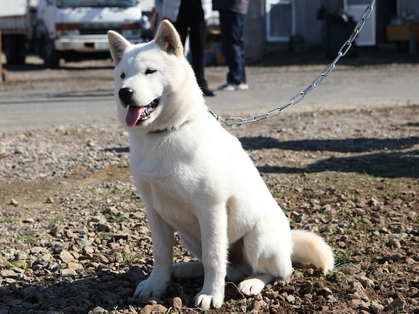 6. 北海道犬 (ฮอกไกโดอินุ) ชิบะอินุทนหนาว นักล่าหมีแห่งฮอกไกโด