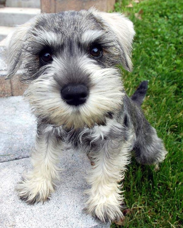 อันดับ 10 Miniature Schnauzer