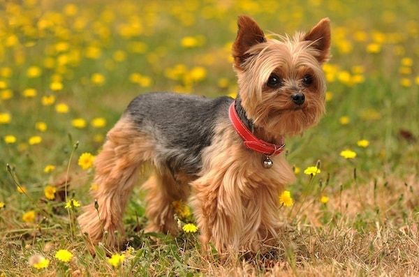 อันดับ 5 Yorkshire terrier