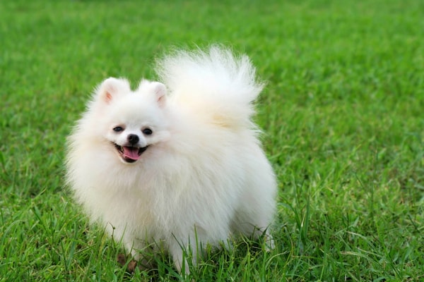 อันดับ 4 Pomeranian