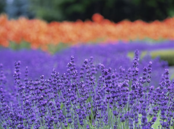 Lavender Farm Tomita (Kamikawa)