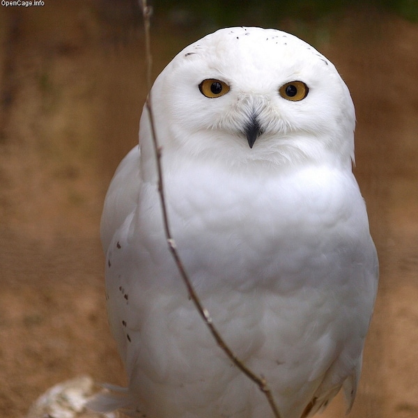 5. Snowy Owl
