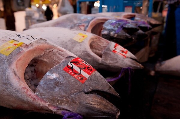 4. ตลาดปลาชิโอกามะ (塩釜仲卸市場) จังหวัดมิยางิ