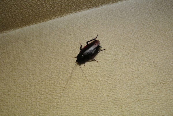 3. Gokiburi (Cockroach)