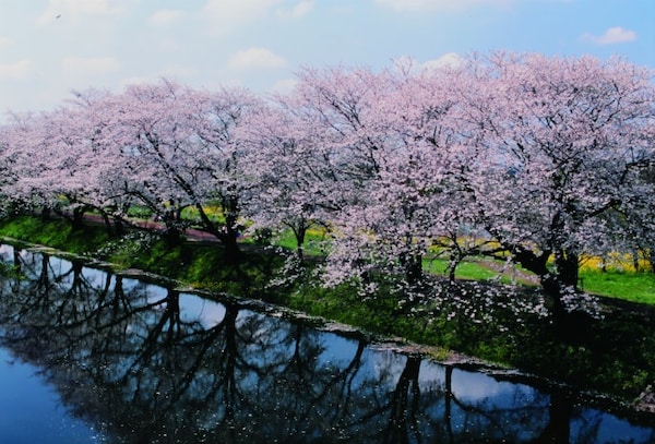 Cherry Blossoms along Fukuoka-zeki