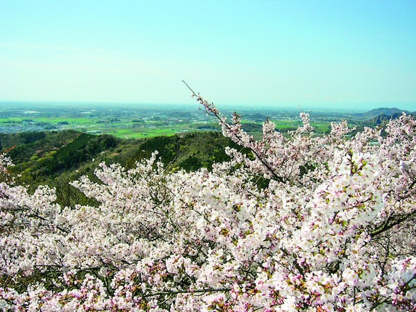 Cherry Blossoms at Mt. Ohira