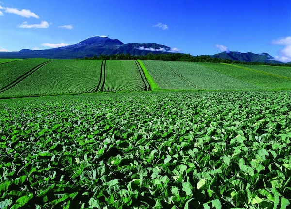 Japan’s Best Cabbage Field
