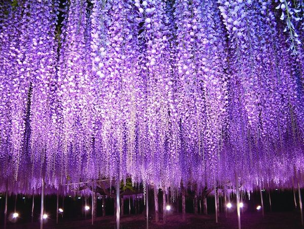 日本最大紫藤花架—足利花卉公園（栃木縣）