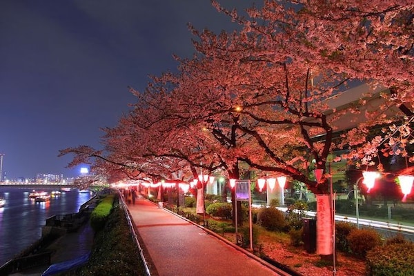 1. Night time Sakura watching at Sumida Park