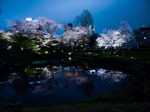 4. Enjoy the cityscape together with Sakura