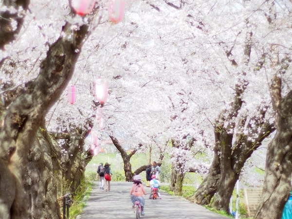4. Kitakami Tenshochi Park (Iwate)