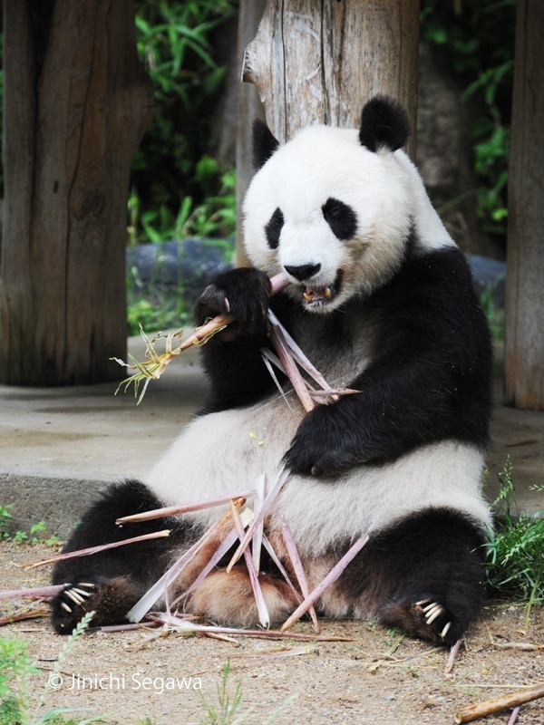 The Panda Star of Oji Zoo