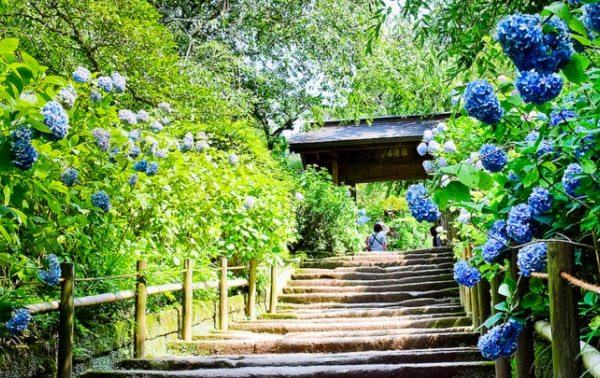 6. Meigetsuin Temple : ไหว้พระชมดอกไฮเดรนเยีย