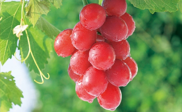 最贵水果第二名：红宝石罗曼葡萄