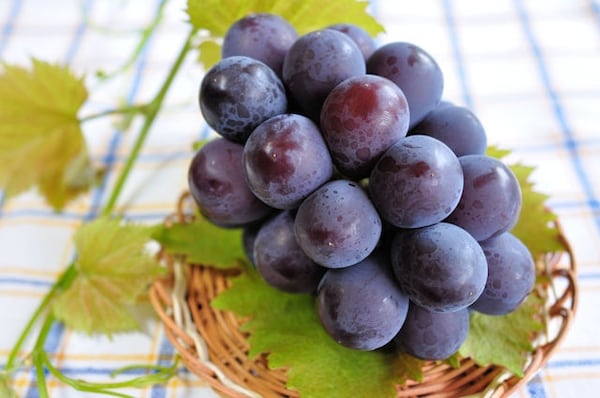 品種多元的秋果代表：美肌防老的葡萄