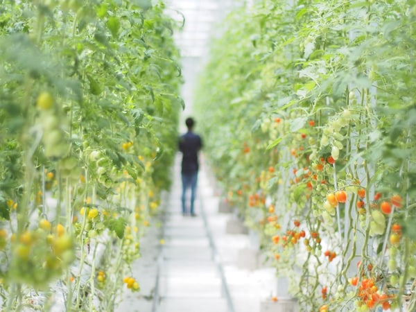 參觀日本福島的有機蕃茄農場：驚奇農場（Wonder Farm）
