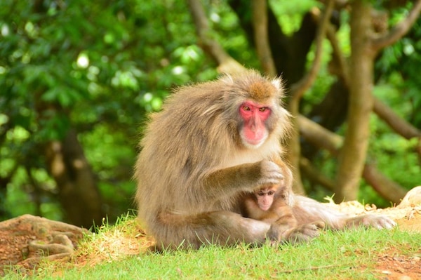 第一次亲密接触 — 岚山岩田山猴子公园