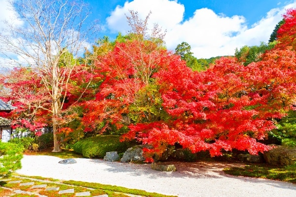 楓紅襯托的日式庭院｜南禪寺