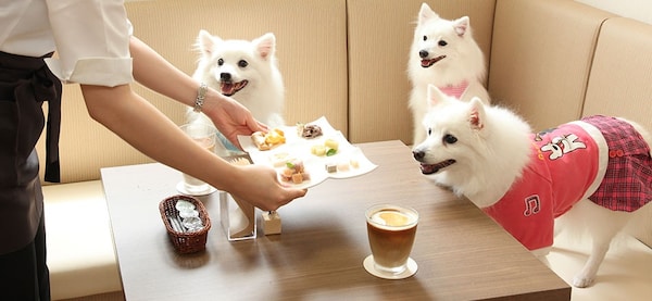 คาเฟ่หมาญี่ปุ่น Shiroinu Café