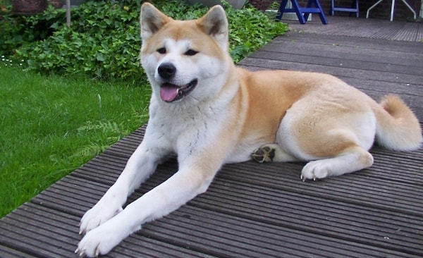 หมาญี่ปุ่นพันธุ์อากิตะ