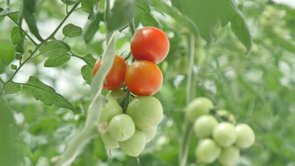 Wonder Farm: Rediscover the Taste of Tomatoes