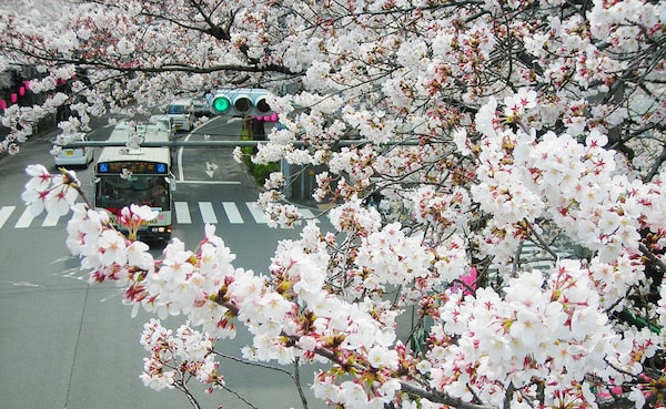 ■ 看不见尽头的樱花隧道 — 东京中野通