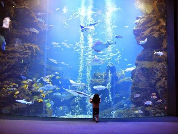 17. Enjoy the deep blue sea in Kyoto Aquarium