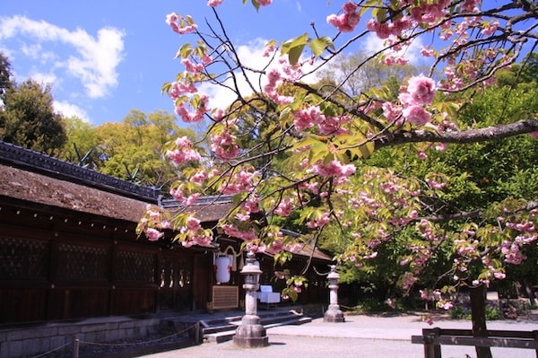 【京都】平野神社