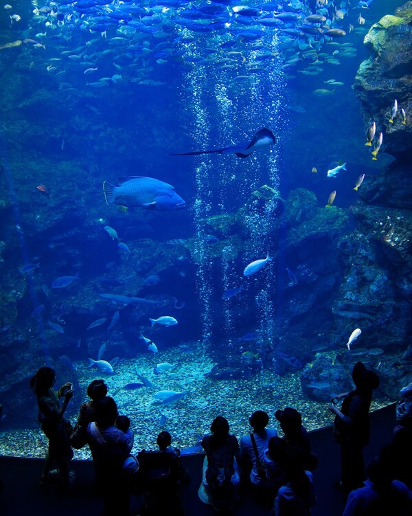 พิพิธภัณท์สัตว์น้ำ Kyoto Aquarium