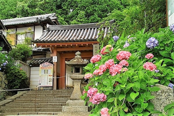 【奈良】矢田寺・花寺境內花季最長的紫陽花園