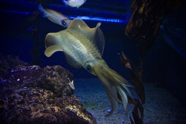 2. Osaka Aquarium Kaiyukan