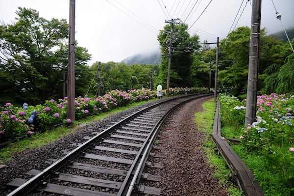 Hakone: Early Summer Hydrangeas on the Hakone Tozan Railway
