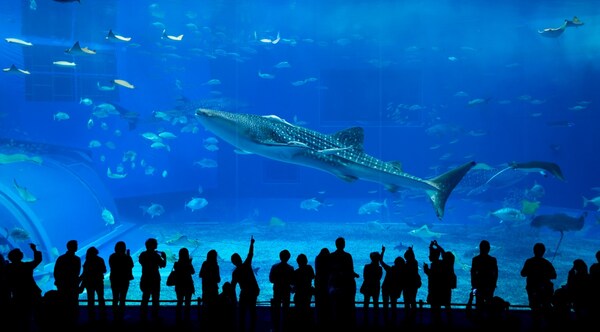 1. พิพิธภัณฑ์สัตว์น้ำชูราอุมิ (Okinawa Churaumi Aquarium)