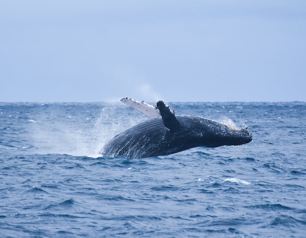 6. Only in Winter: Meet Wild Humpback Whales