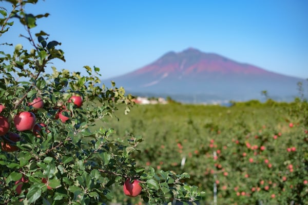 10. สวนแอปเปิ้ลฮิโรซากิ (Hirosaki Apple Park)