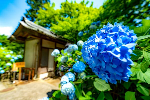 夢幻的藍色紫陽花寺│明月院