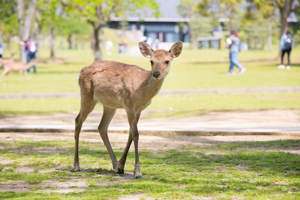 3. เล่นกับเหล่ากวางที่สวนสาธารณะนารา (Nara Park)