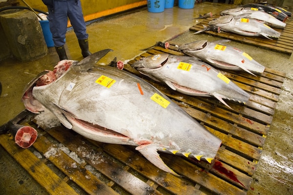 8. ตลาดปลาซึกิจิ (Tsukiji Fish Market) ตลาดปลายอดฮิตที่ใครๆก็ไป
