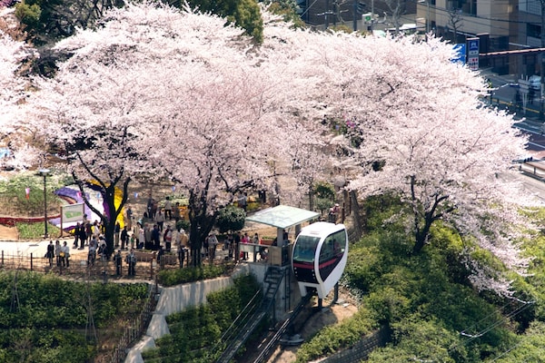 6.สวนอะซึกะยะมะ (Asukayama Park) : ขึ้นกระเช้าชมวิวสวนสวย