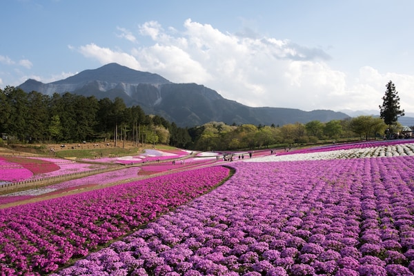 10.สวนดอกไม้ Hitsujiyama Park เมืองChichibu จังหวัดSaitama