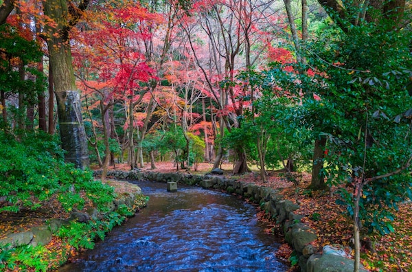 秋天是造訪上賀茂神社的最佳季節