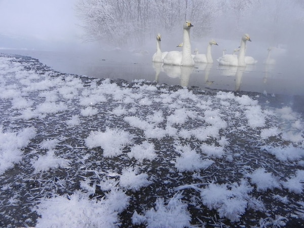 6. ชมดอกไม้หิมะที่ทะเลสาบอะคัง (Frost Flower at Lake Akan)