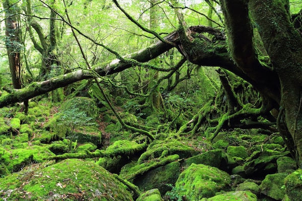 열대 우림을 체험할 수 있는 야쿠섬