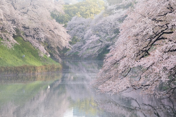 3 Chidorigafuchi Park - ชิโดริกะฟุชิ