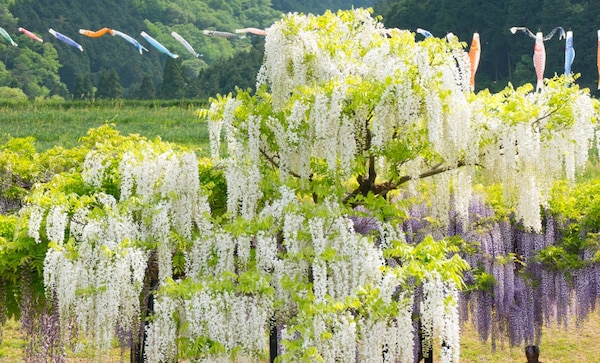 2. ดอกวิสทีเรีย (Wisteria)