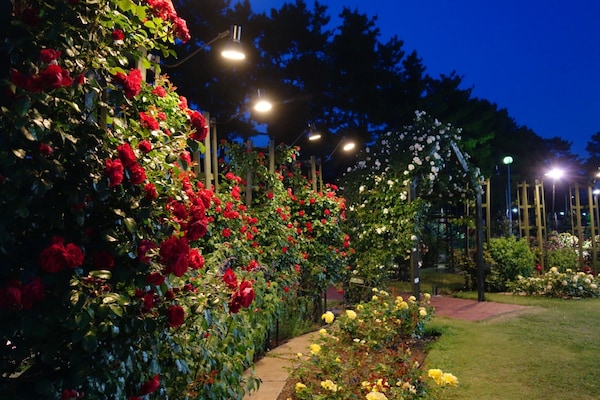 4. Hamadera Park Rose Garden